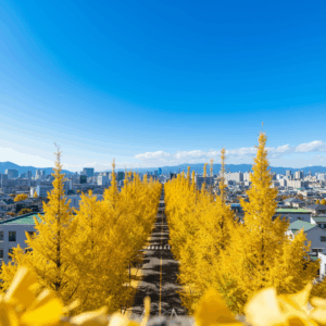 八王子いちょう祭り2025 いちょう並木 空から 写真