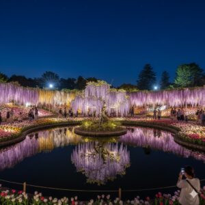 あしかがフラワーパーク攻略：渋滞回避の裏技と「冬の映え」穴場撮影スポット/画像